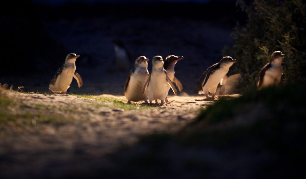 Penguin returning home penguin parade