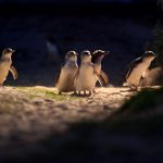 Phillip Island Penguin Parade Tour in Melbourne