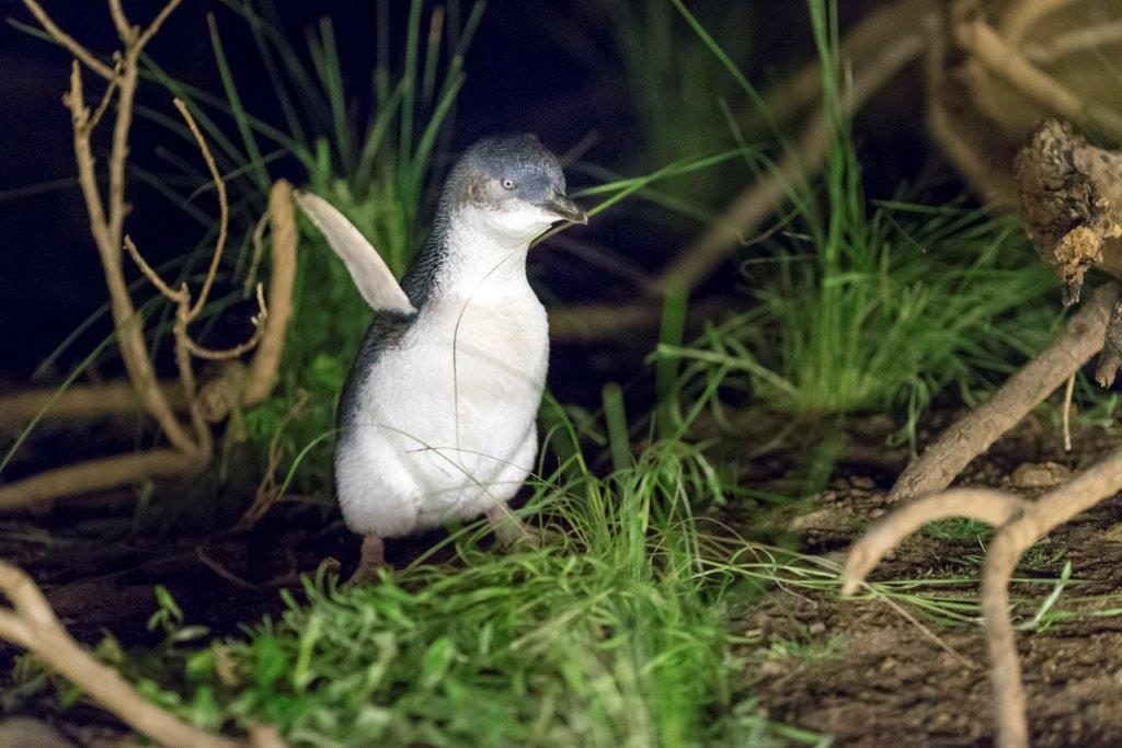 Little penguin saying hello penguin parade