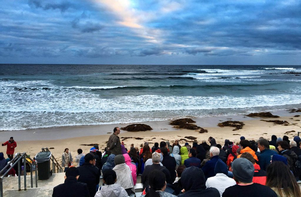Viewing Area Penguin Parade