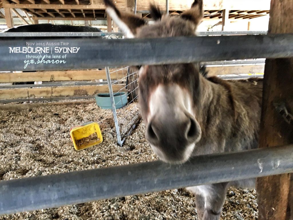 warrock farm hello donkey
