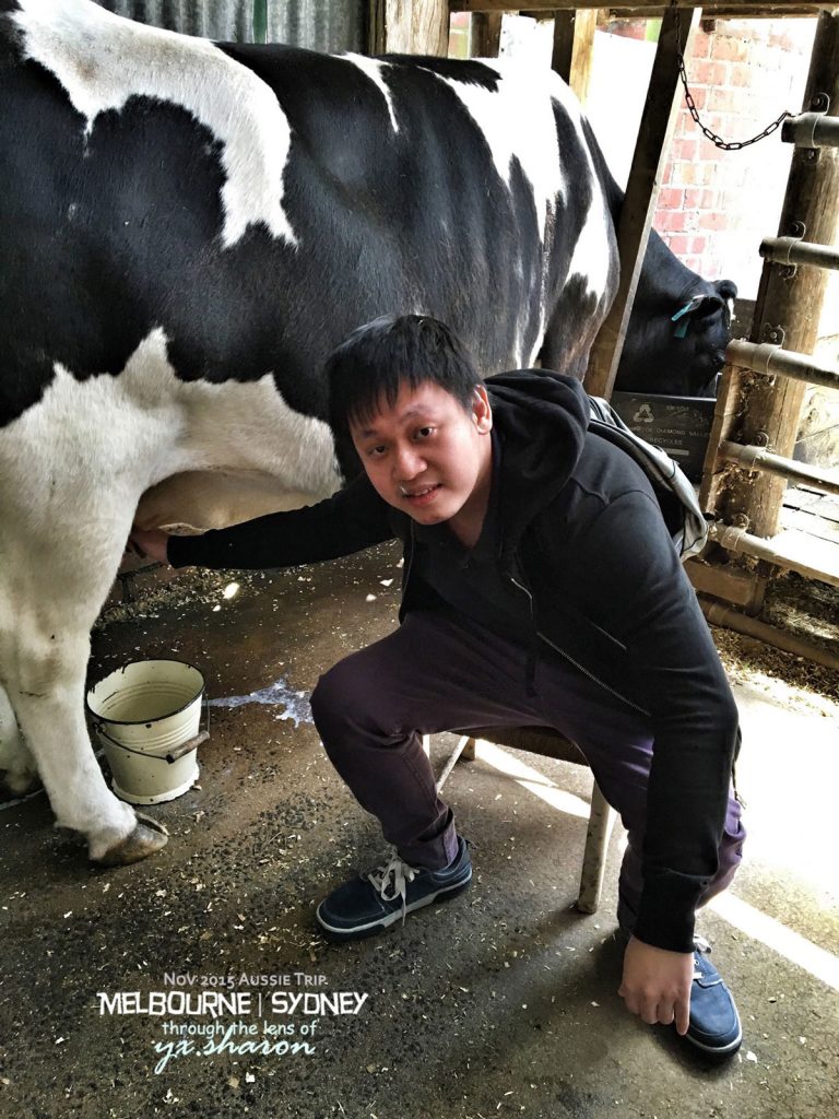 warrock-farm-milking-the-cow