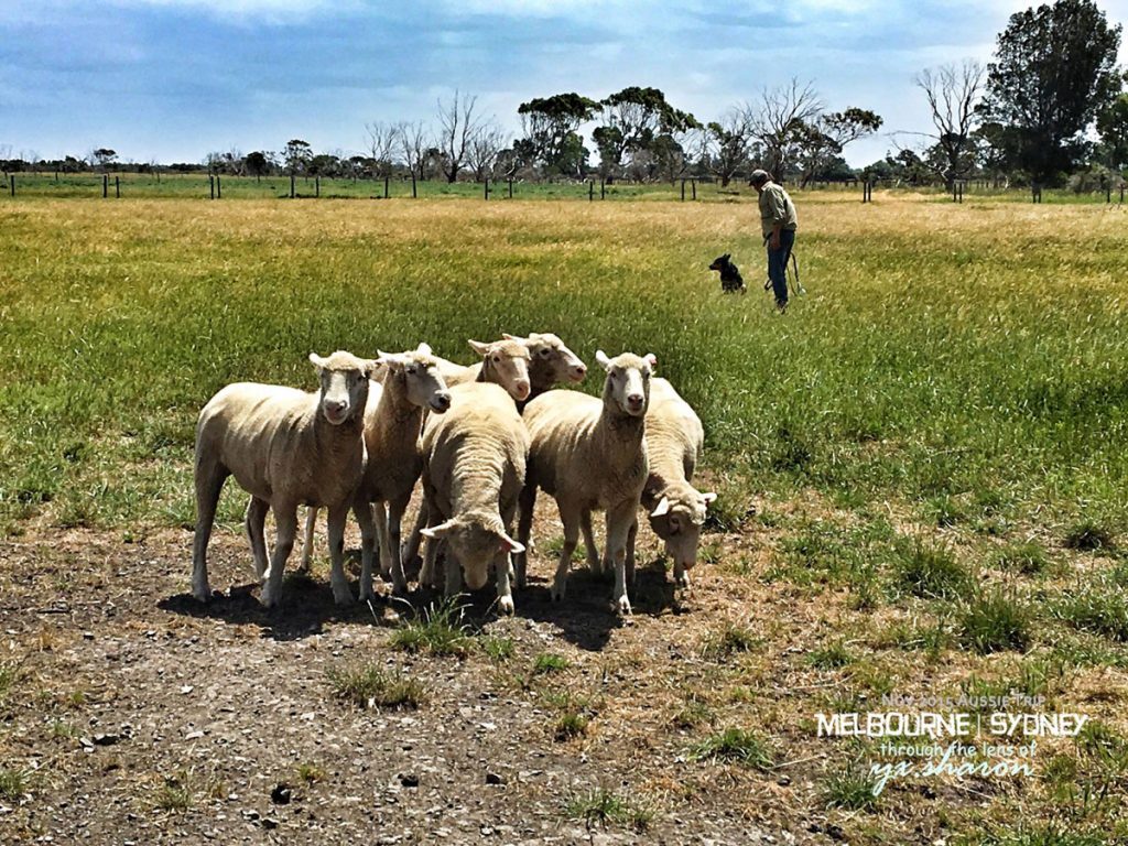 warrock farm rounding up sheeps for farmers