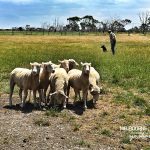 warrock farm rounding up sheeps for farmers