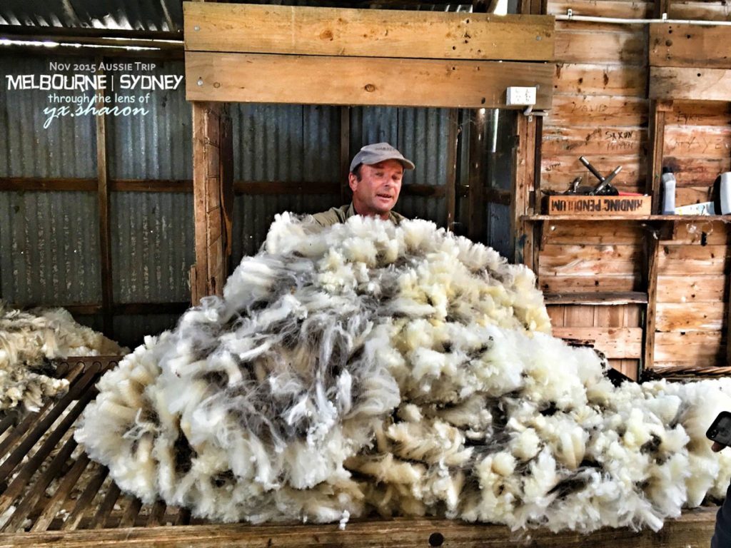 warrock farm sheep shearing completed