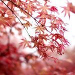Wuzhou Ecological Garden: My Spring in Wuzhou Ecological Garden With A Sea of Maple Trees