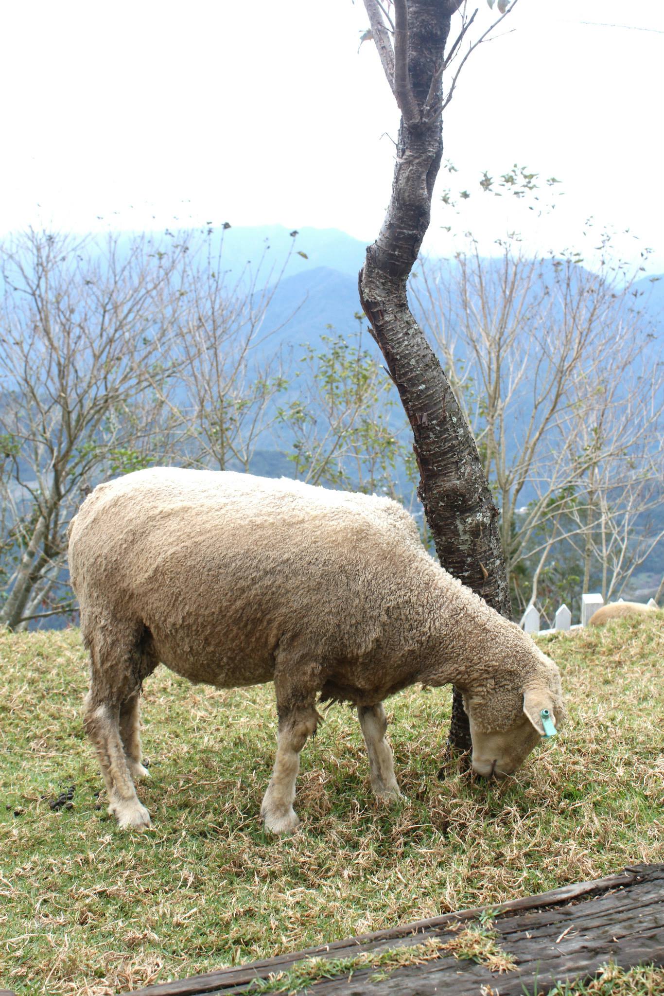 Cingjing Farm Sheep Eating Grass