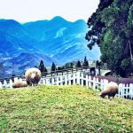 qingjing farm 4