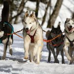 huskies husky blue eye dog 60050