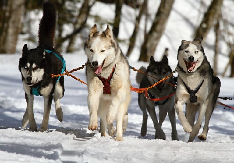 huskies husky blue eye dog 60050