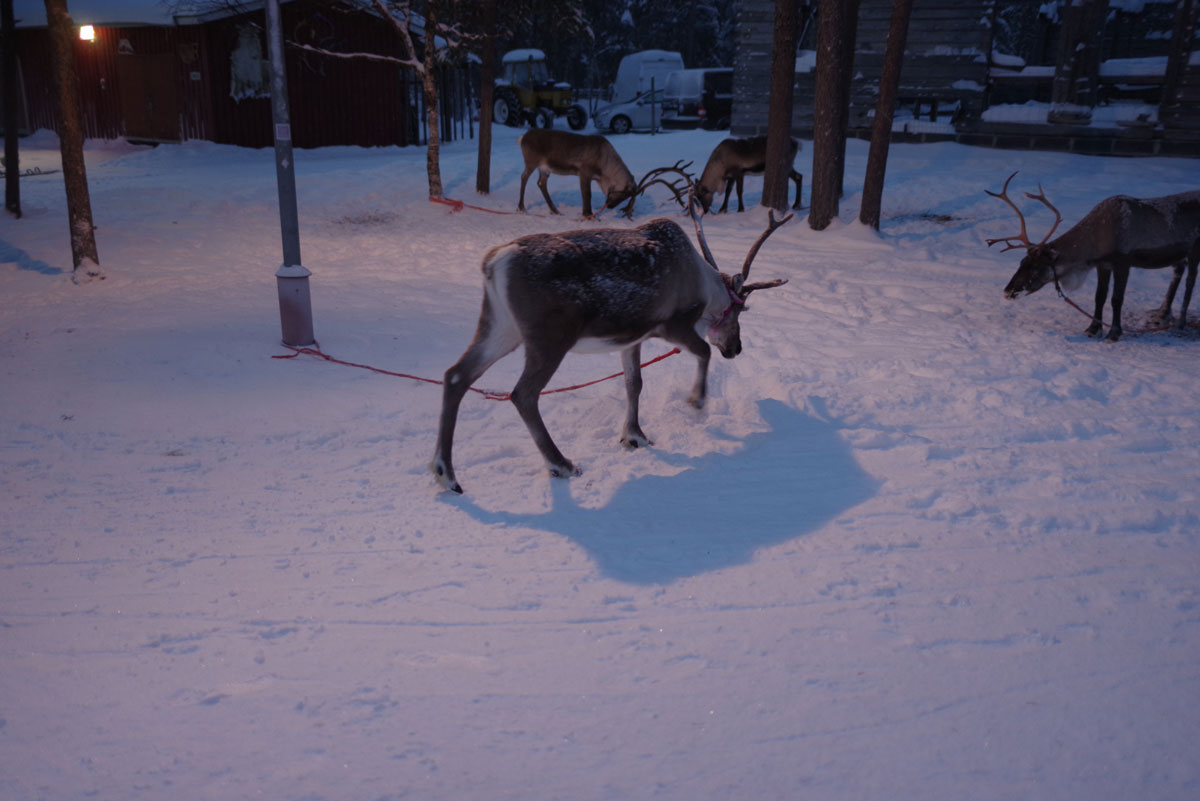 inari reindeer farm 1
