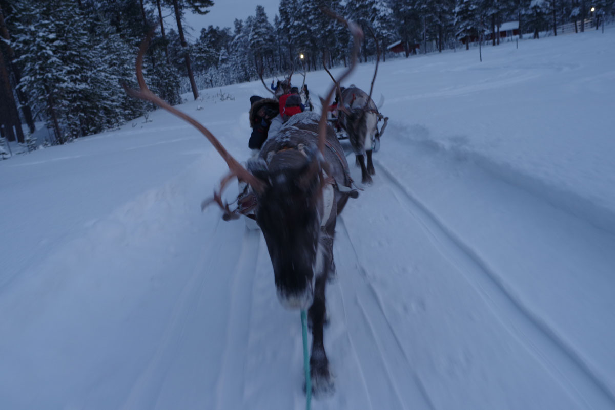 inari reindeer farm 10