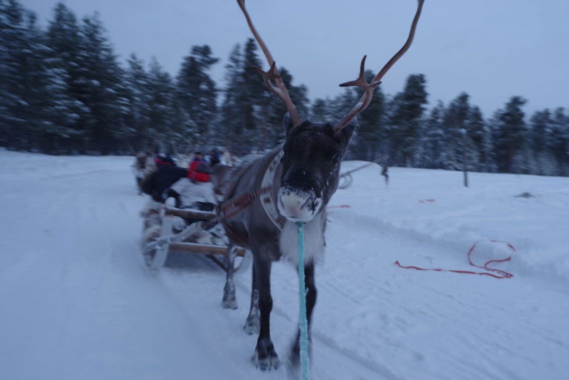 Inari Reindeer Farm: Reindeer Ride