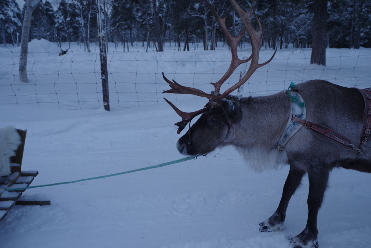 inari reindeer farm 12