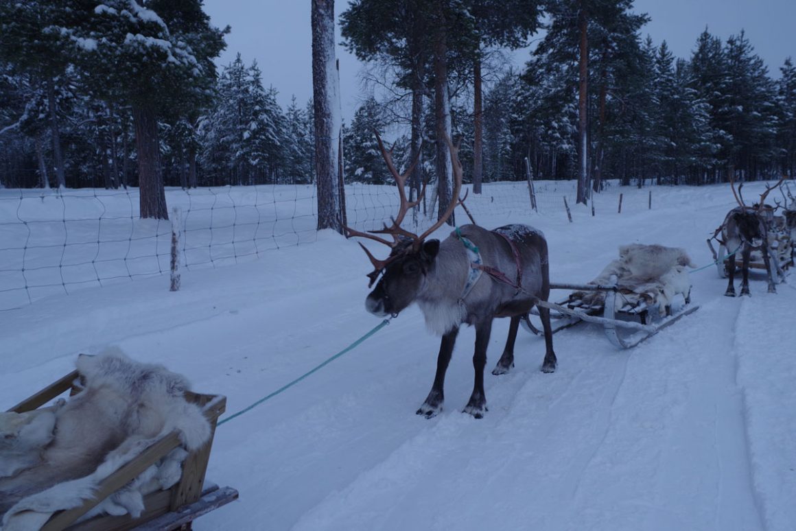 Inari Reindeer Farm: Reindeer Ride