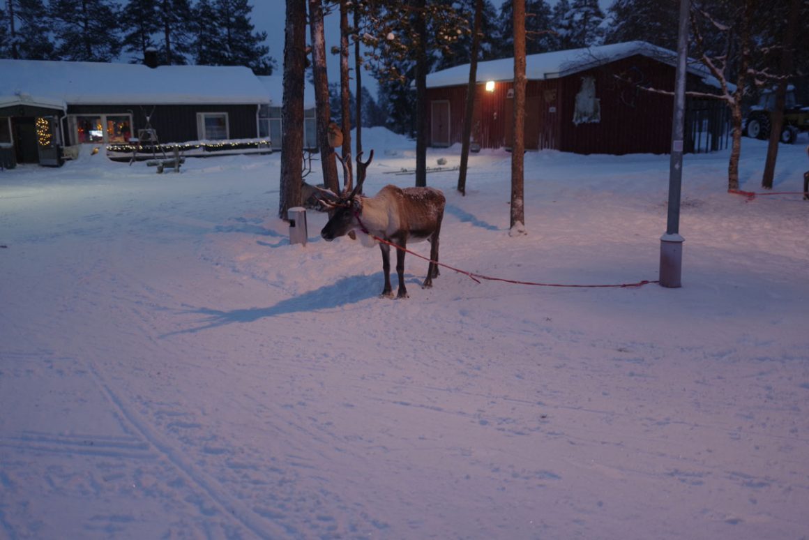 Inari Reindeer Farm: Reindeer Ride