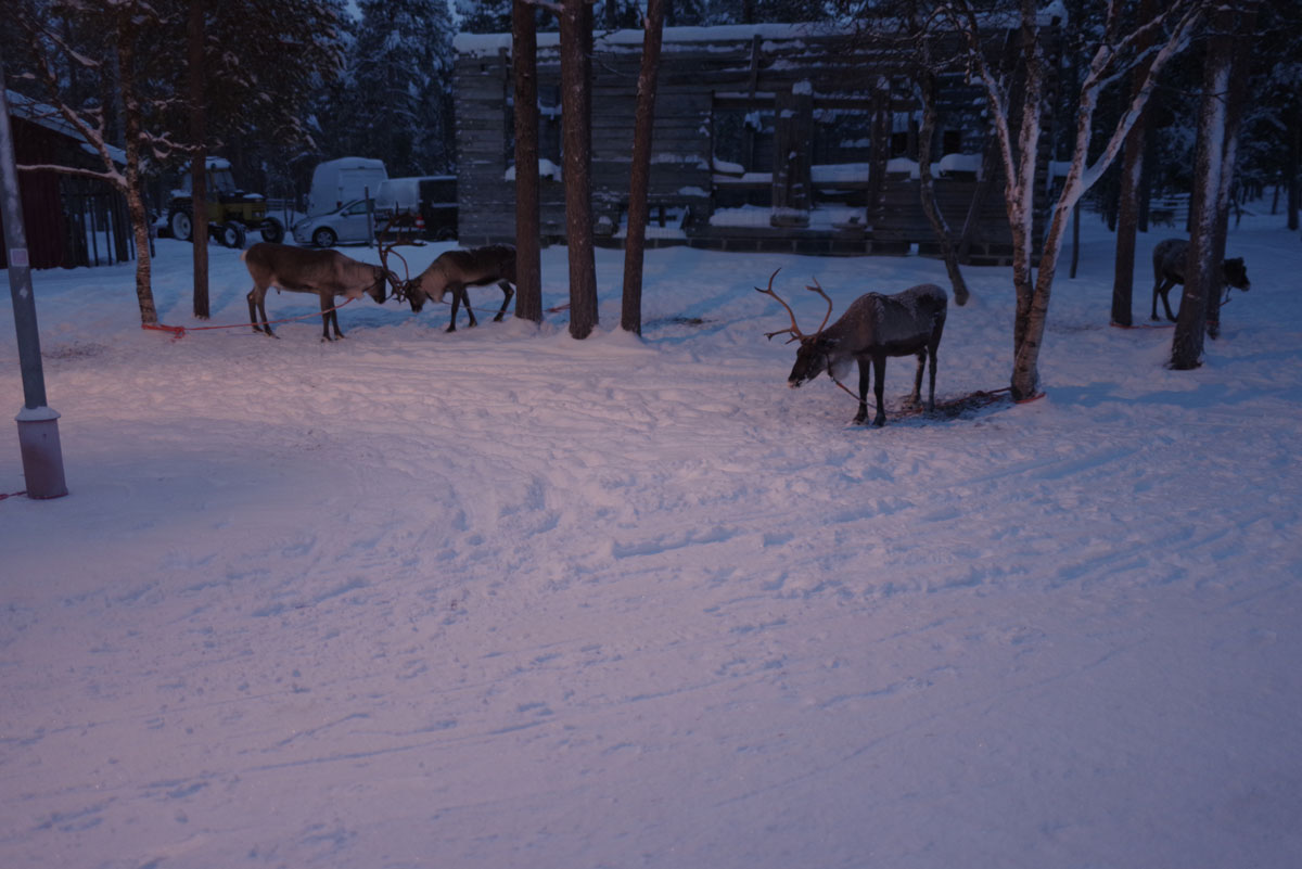 inari reindeer farm 3