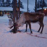 Inari Reindeer Farm: Reindeer Ride