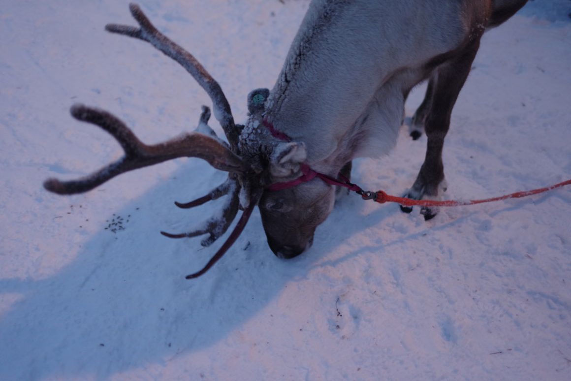 Inari Reindeer Farm: Reindeer Ride