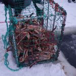 King Crab Safari Review