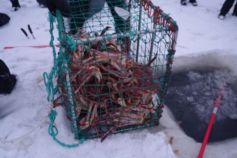 king crabs safari 4