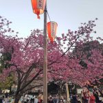 Ueno Park – Magnificent Place To Enjoy Cherry Blossoms In Tokyo