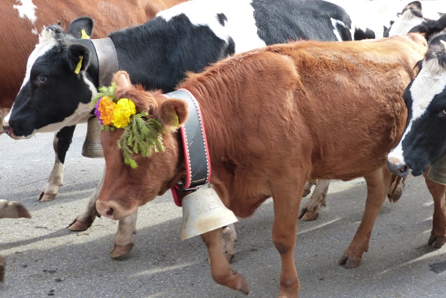 The Local Switzerland