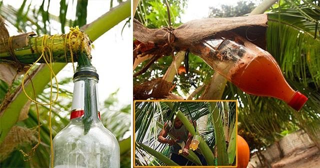 Coconut Wine