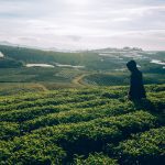 8 Best Instagrammable Places in Cameron Highlands