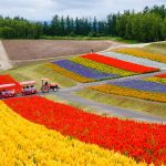 What to Buy In Hokkaido in 2026