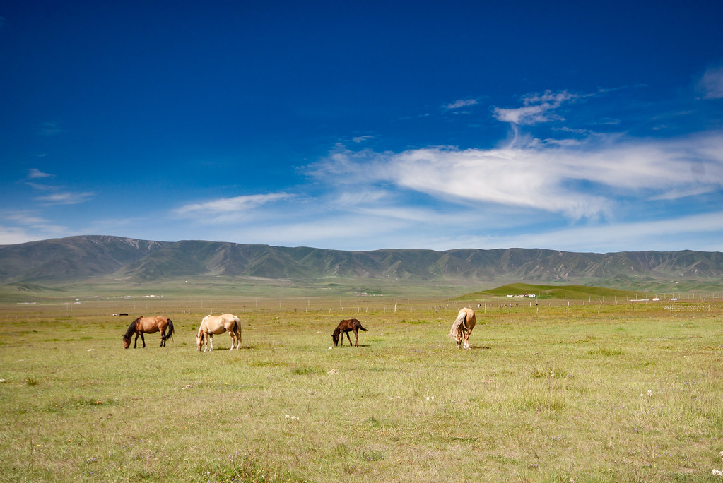 grasslands of Qinghai 1