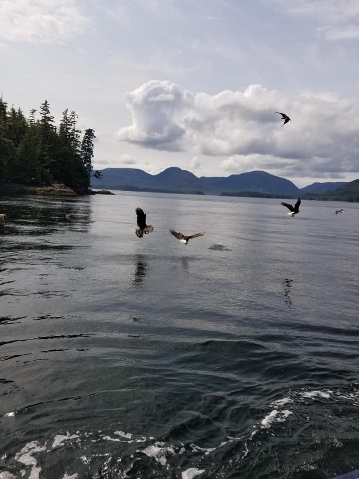 Alaska Cruise Packing Guide: Essentials on What to Bring! 5 bald eagles bering tour1