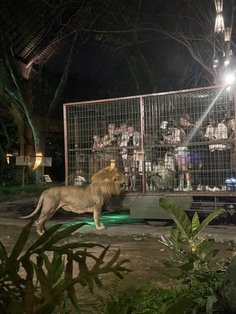 Mara River Safari Lodge Bali Review: Family-Friendly Safari Stay in Bali 16 Tsavo Lion Restaurant night safari lion feeding