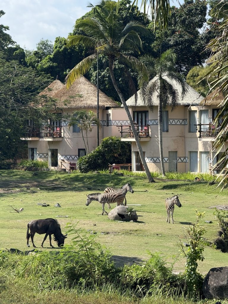 Mara River Safari Lodge Bali Review: Family-Friendly Safari Stay in Bali 11 Mara River Safari Lodge Bali animals in the wild