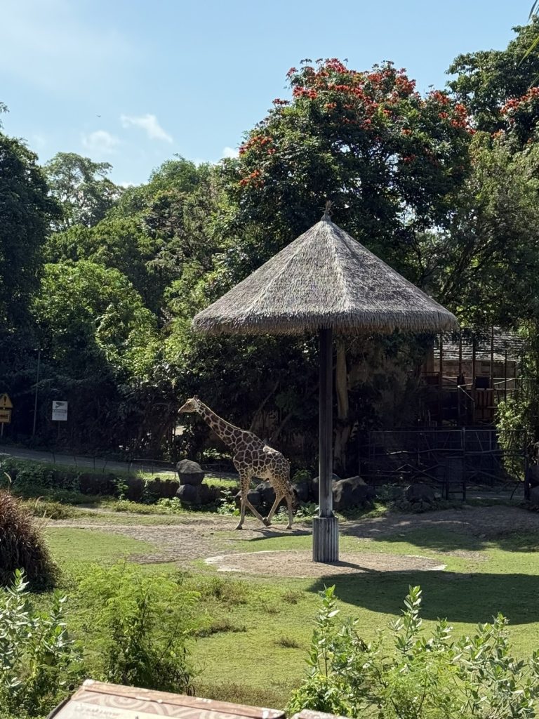 Mara River Safari Lodge Bali Review: Family-Friendly Safari Stay in Bali 12 Mara River Safari Lodge Bali animals in the wild 2