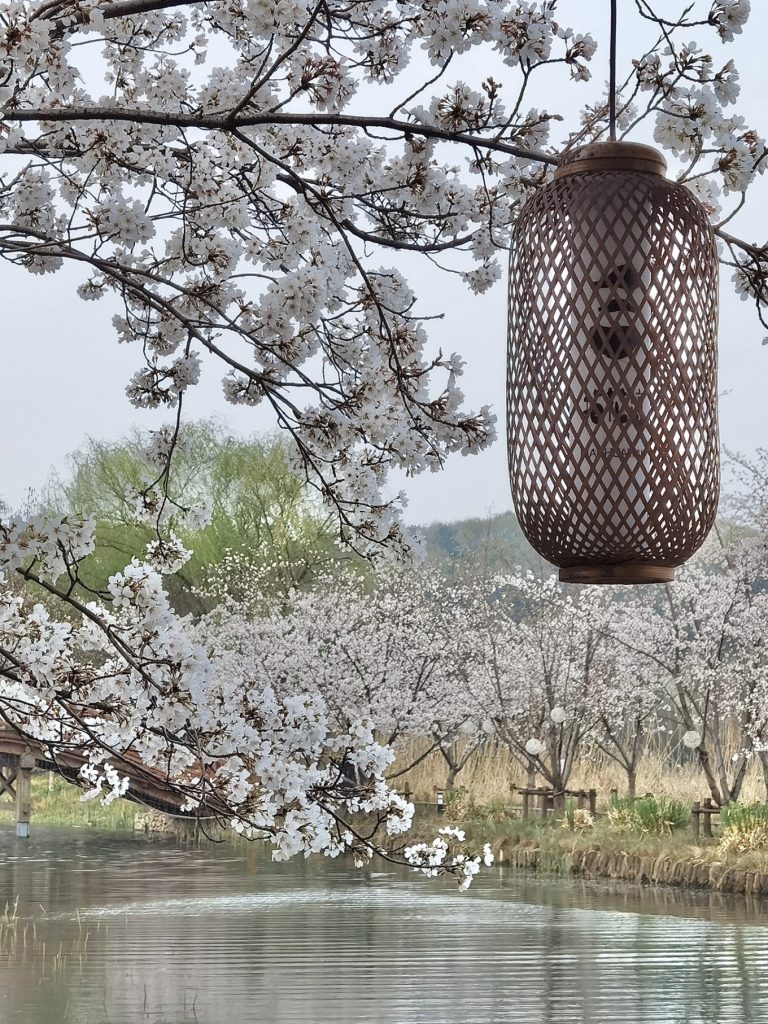 Wuxi Nianhua Bay: A Peaceful Zen Town Blending Tang-Song Architecture and Jiangnan Charm 7 Cherry blossoms and a wooden lantern by the lake.