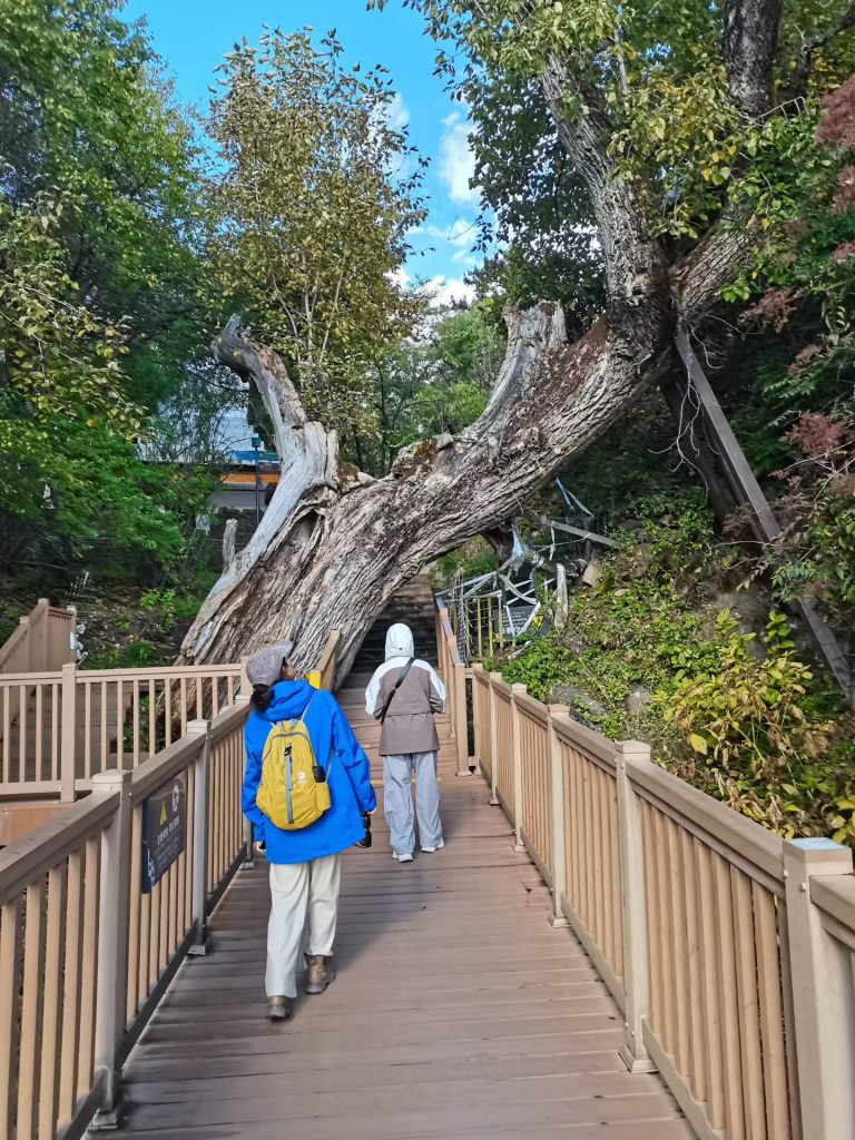 Traveler walking on wooden boardwalk toward ancient sacred tree in Yarlung Tsangpo Grand Canyon forest Tibet.