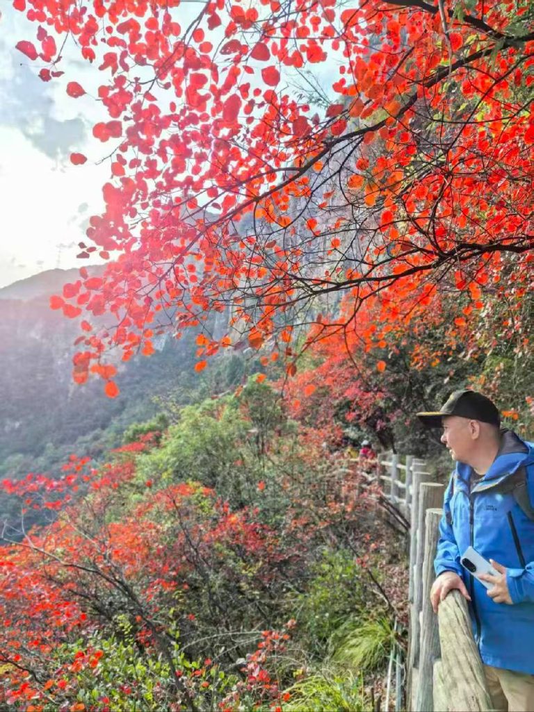 Father enjoying autumn red leaves at Goddess Peak Scenic Area in Wushan.