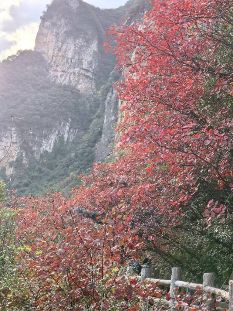 Autumn at Goddess Peak: A Family Journey Through the Three Gorges 5 Glowing red foliage with dramatic cliffs at Goddess Peak Wushan.