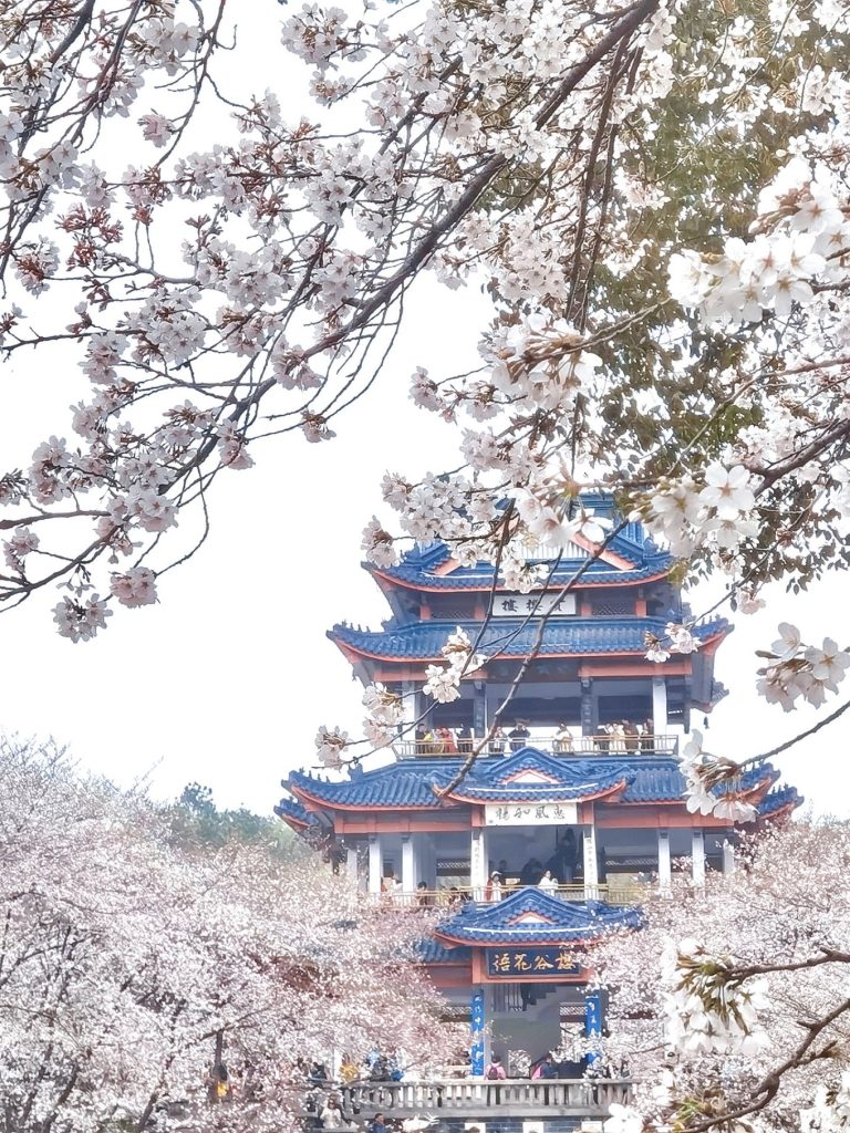 Yuantouzhu Cherry Blossom Park: Discover Wuxi’s Hidden Sakura Wonderland 5 Traditional Chinese pavilion surrounded by full-bloom cherry blossoms at Yuantouzhu Park in Wuxi