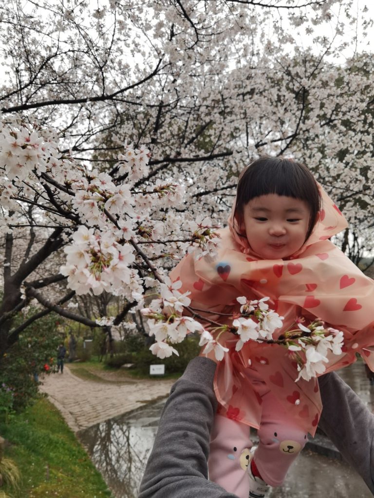Yuantouzhu Cherry Blossom Park: Discover Wuxi’s Hidden Sakura Wonderland 6 Toddler in pink heart raincoat touching cherry blossoms at Yuantouzhu, Wuxi
