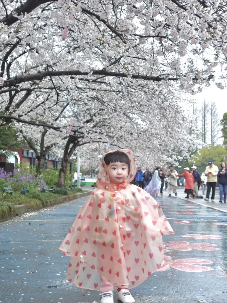 Yuantouzhu Cherry Blossom Park: Discover Wuxi’s Hidden Sakura Wonderland 10 Toddler wearing heart-pattern raincoat walking under cherry blossoms at Yuantouzhu