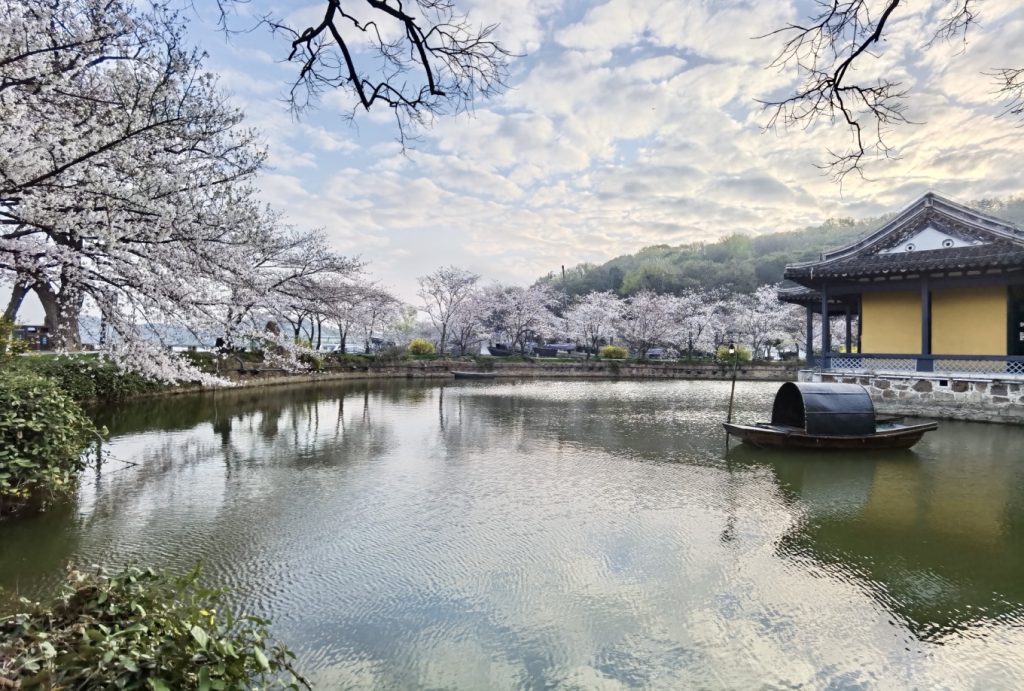 Yuantouzhu Cherry Blossom Park: Discover Wuxi’s Hidden Sakura Wonderland 14 Scenic lake view with cherry blossoms and traditional wooden boat at Yuantouzhu Park