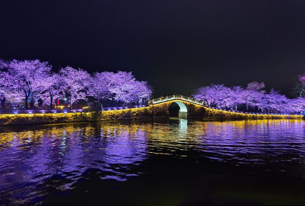 Yuantouzhu Cherry Blossom Park: Discover Wuxi’s Hidden Sakura Wonderland 12 Night view of illuminated bridge and cherry blossoms at Yuantouzhu Park