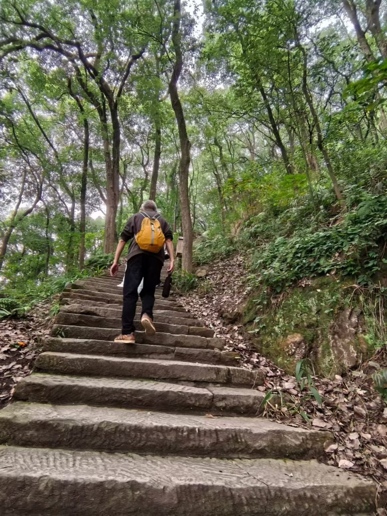 A hiker ascending rugged stone steps surrounded by tall forest trees in Chongqing