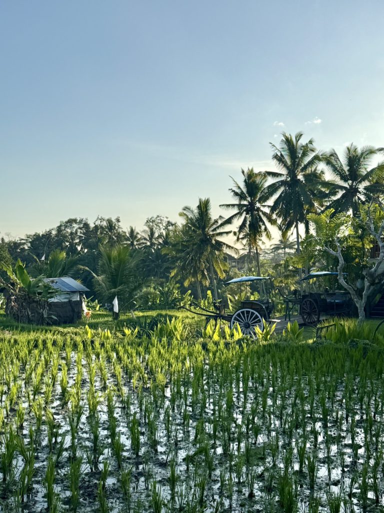 The Sun of Granary Resort and Villas Review: Family Stay Amid Ubud’s Rice Fields 14 Scenic rice paddies in Ubud with palm trees under blue sky