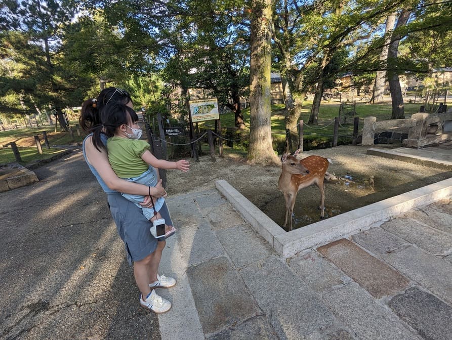 Visiting Nara Park Japan: A Relaxing Family Day with the Friendly Deer 6 Mother and toddler standing beside a shallow stone pond with a deer inside, surrounded by trees in Nara Park.