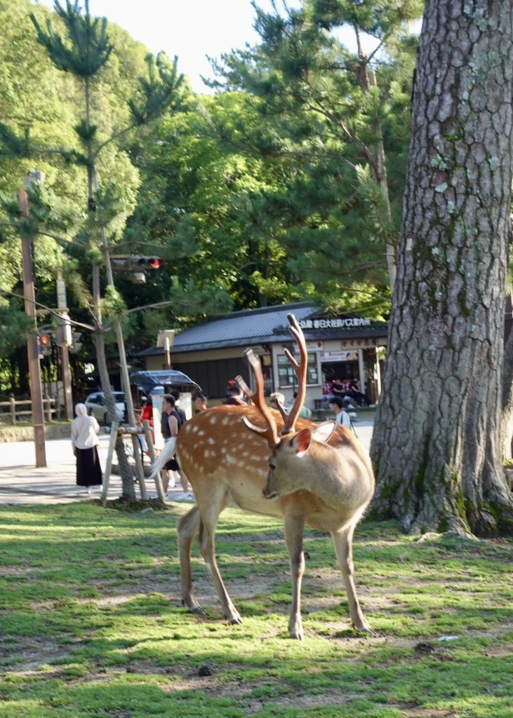 Visiting Nara Park Japan: A Relaxing Family Day with the Friendly Deer 10 Single deer with large antlers standing on the grass near a big tree at Nara Park.