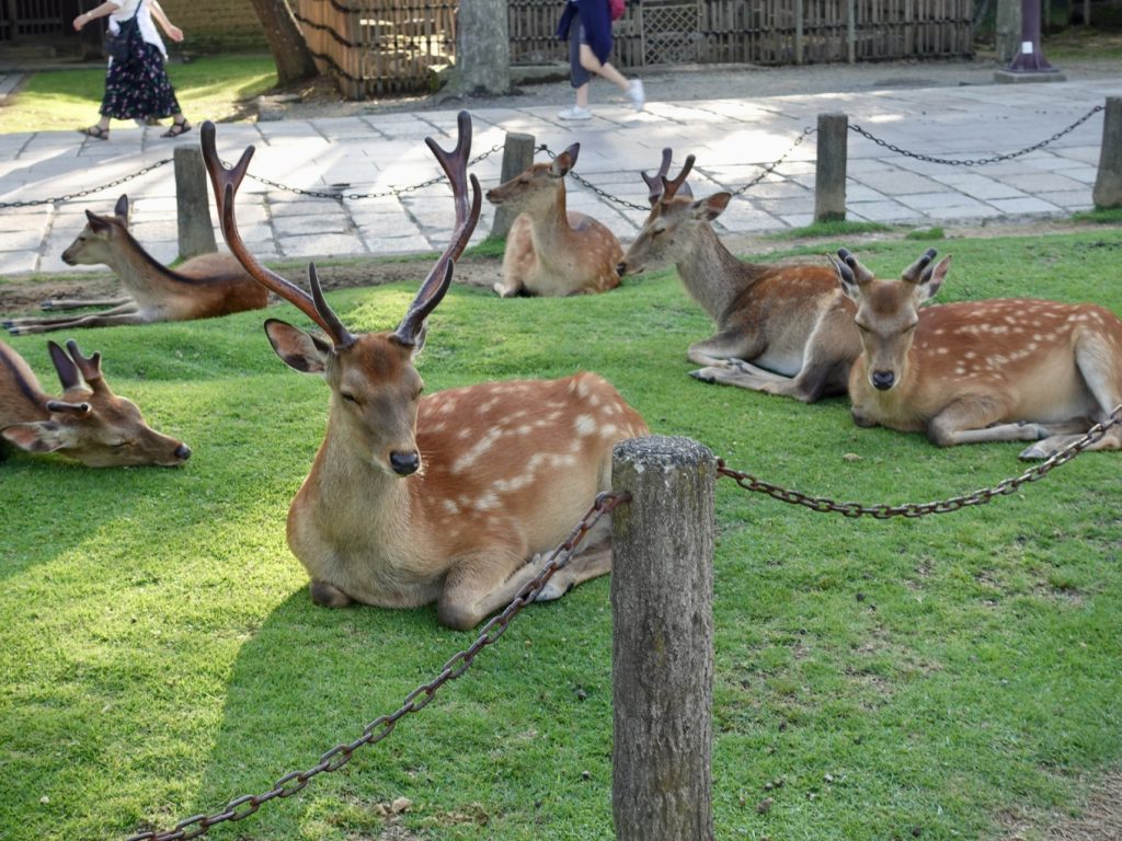 Several deer resting on green grass behind a chain fence at Nara Park.