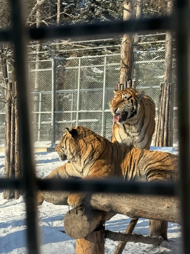 Two Siberian tigers resting on wooden platforms inside a fenced enclosure at Hengdaohezi Tiger Park in winter.